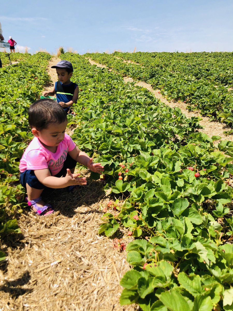 Awesome day picking strawberries today with the family at Robintide Farms. Great experience, very well organized and the strawberries were amazing! <a href="/robintidefarms/">Robintide Farms</a>
