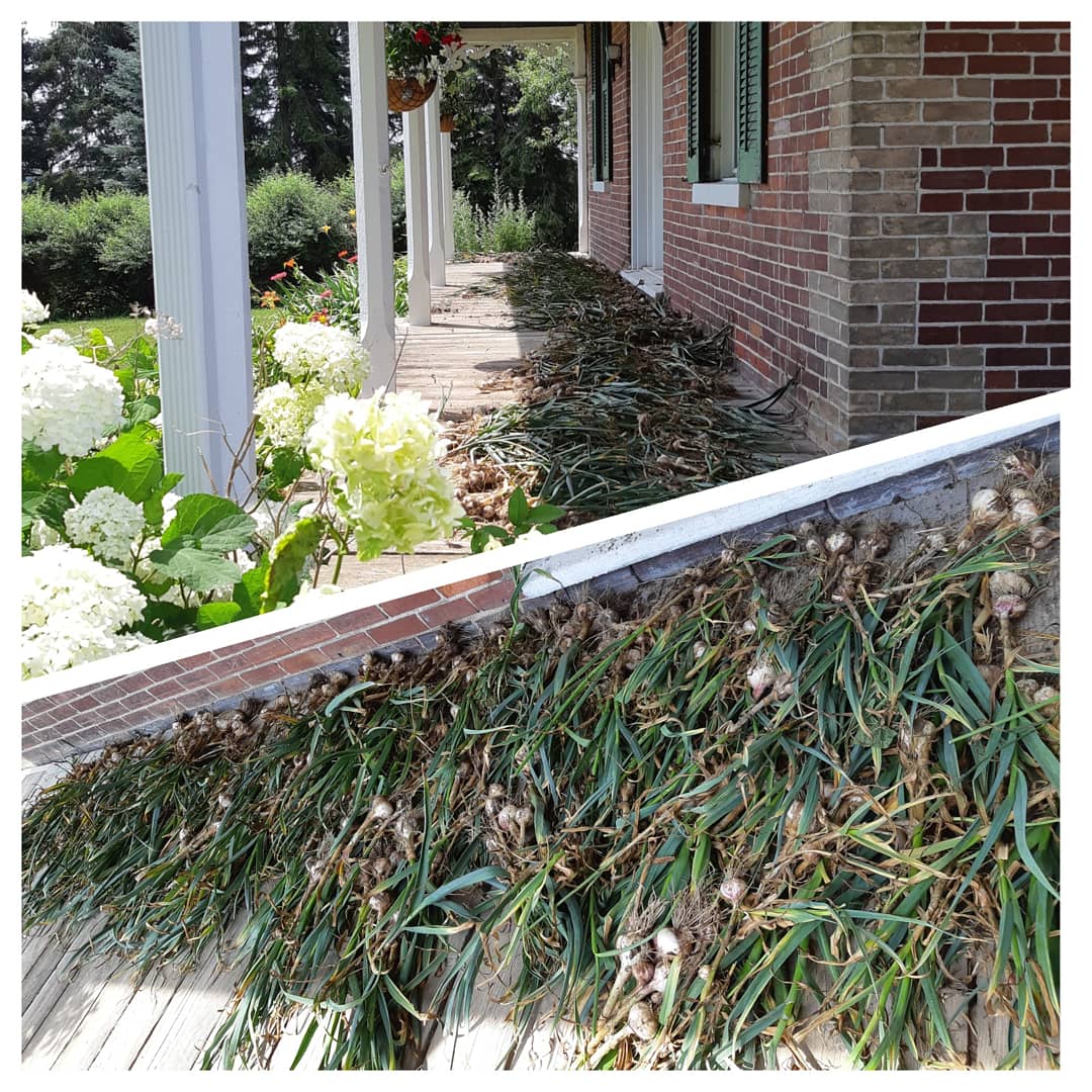dorisdalefarm's tweet photo. No vampires on the veranda tonight 
#lovegarlic #eatlocal #openingsoon https://t.co/aInVNFcFwU