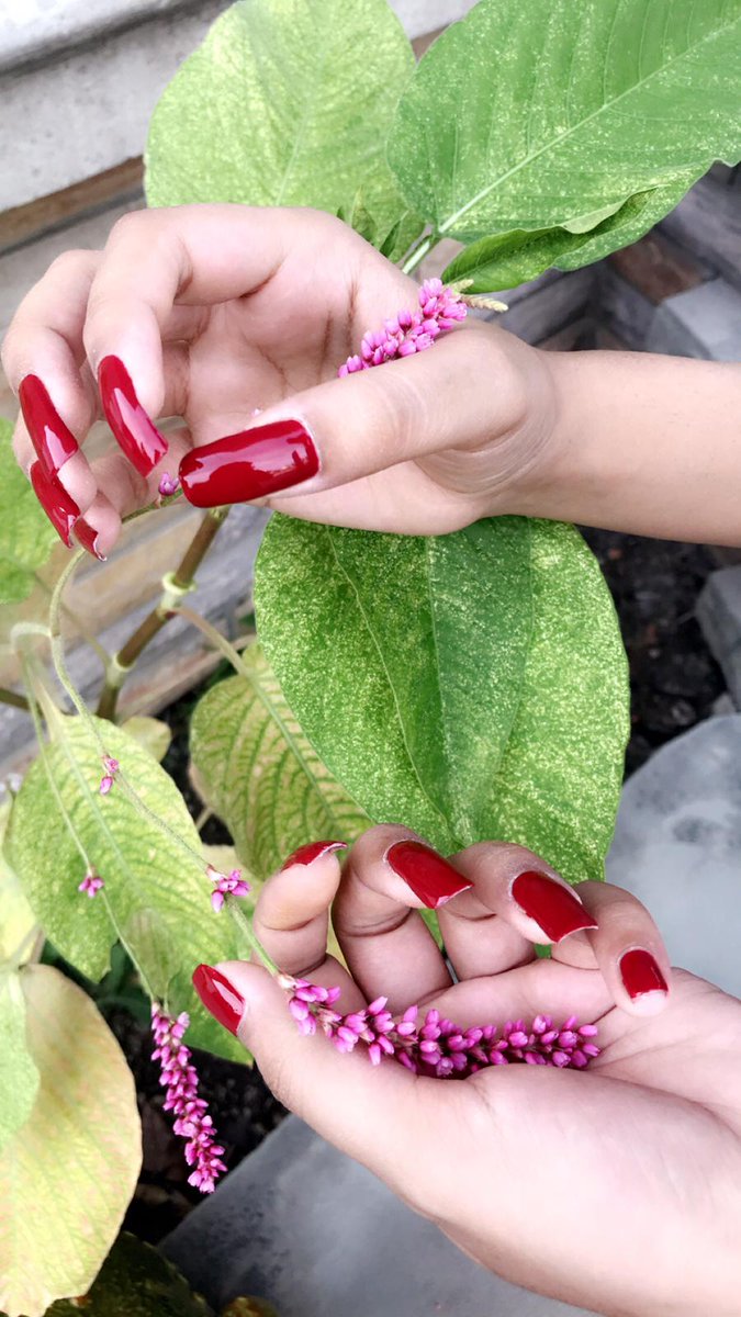 FardeemA's tweet photo. #Flower🌺 https://t.co/vW48Qo4MhT