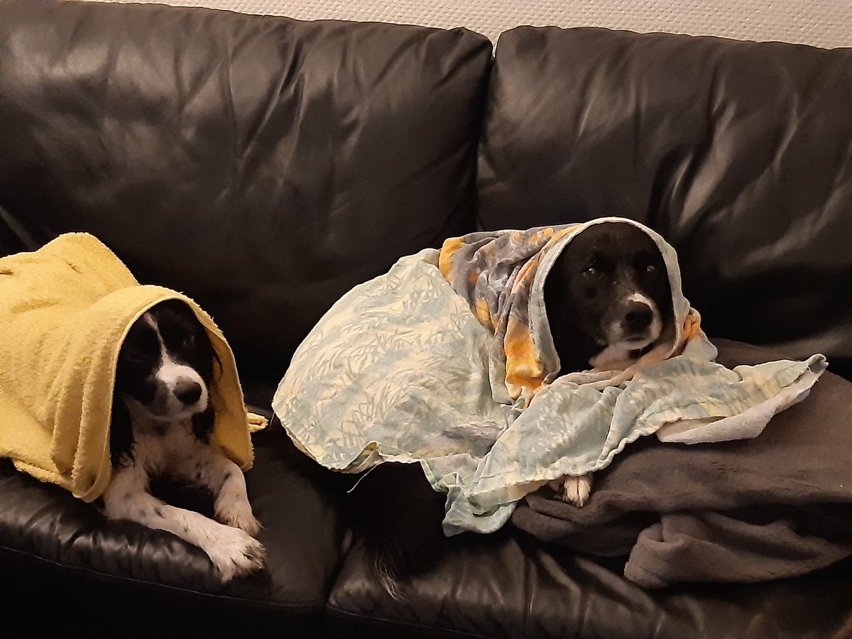 cha_sand's tweet photo. Wet doggos https://t.co/saJtSbjf4q