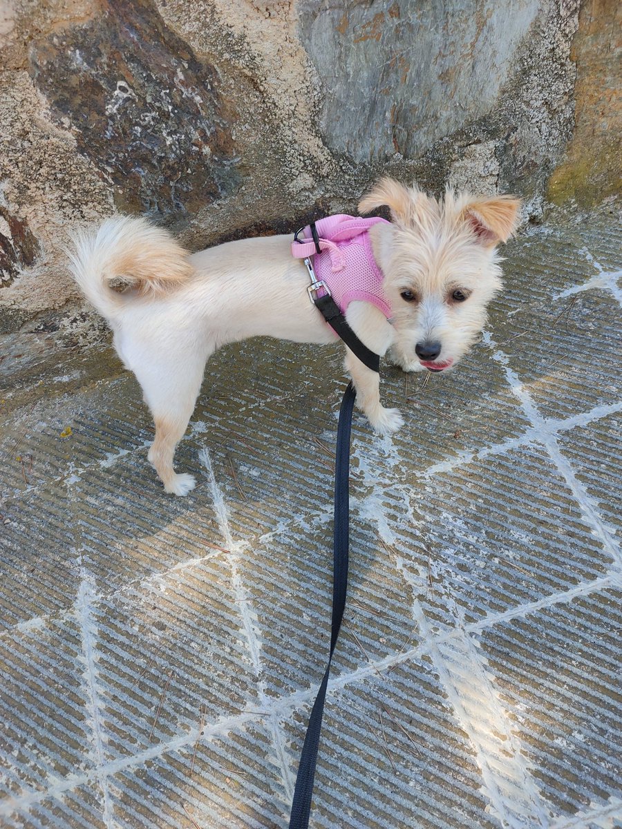 estercilla16's tweet photo. Mirad qué bonita esta tarde durante el paseo.
#MayaTime https://t.co/tE6Ee5ImRm