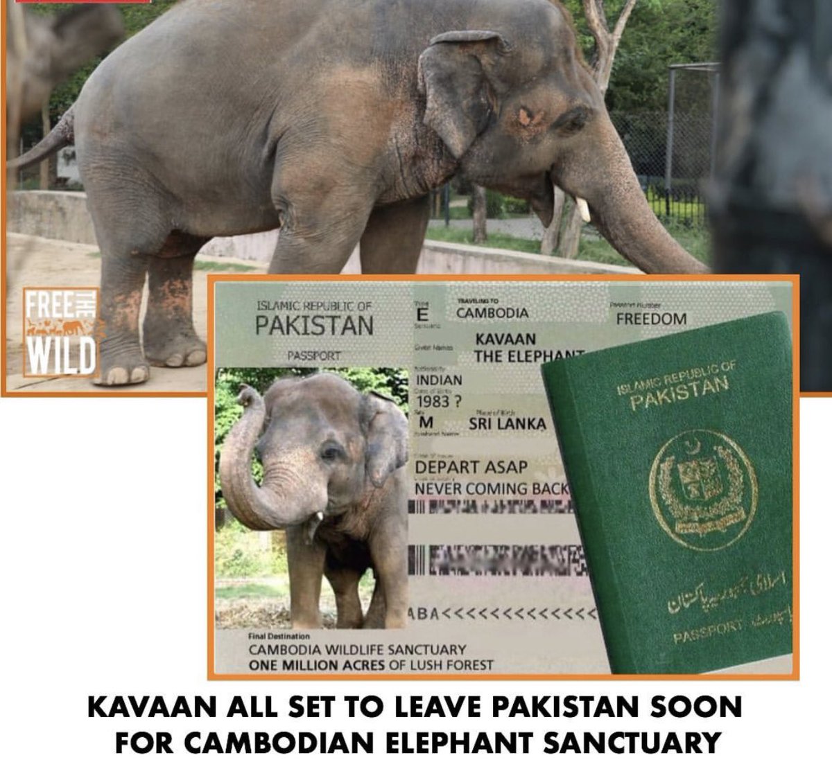 iamyashmagill's tweet photo. 5yrs of hard work by #freethewild and #teamkavan #kaavan finally gets his freedom after living in #Pakistan from 1985 till date. He’s going to a sanitary in #Cambodia. Hope his travel in his temporary transport crate will be comfortable nd his last days beautiful ❤️- MashaAllah https://t.co/BjR6yHyRur