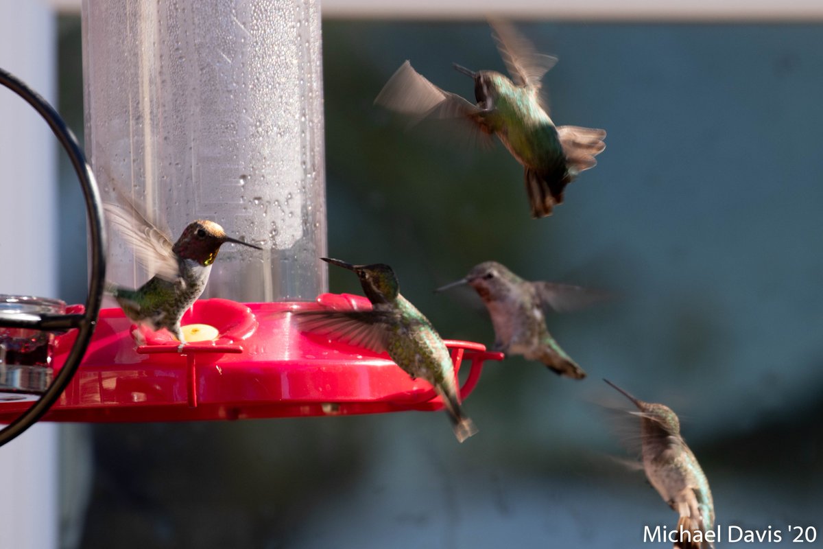 ~ The Anna's Hummingbirds can only be described as a hoard. Pics are difficult when they bounce off each other all day  14/-