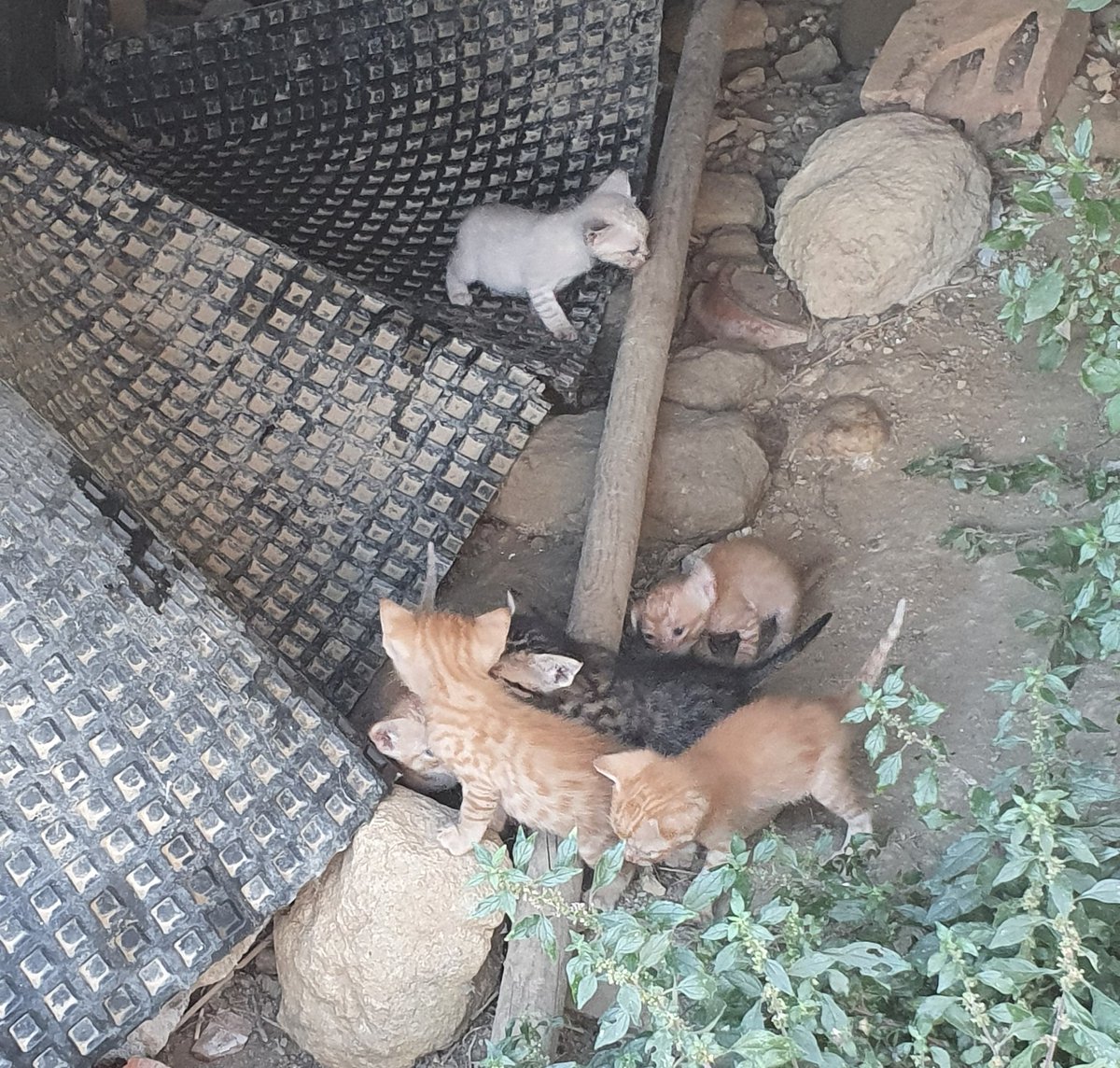 LunadeAzar's tweet photo. ¡URGENTE!
Hay 6 gatitos que buscan adopción en la zona de Girona (Catalunya): 4 color crema, 1 gris atigrado y 1 blanquito. 

Si no podéis quedaros uno, se agradece enormemente la difusión. https://t.co/i2oGnpZ2Rx