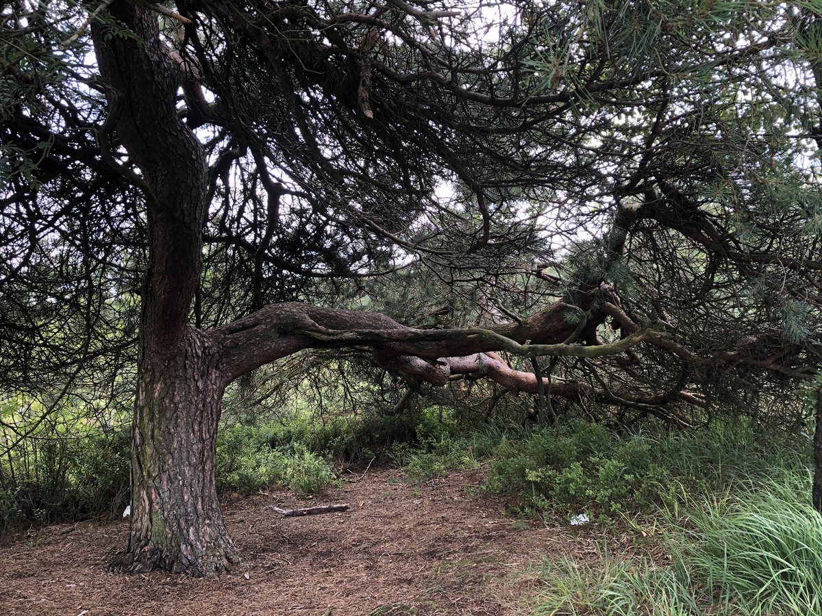 Knorrige Waldkiefer im Hohen Venn