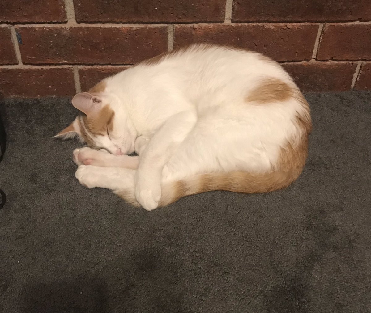 GizmoBlackberry's tweet image. Hello! Just wanted to say, if you are a cat and you follow us, and we did not follow you back, please let us know, so we can follow you! We want to make lots of cat friends, meow!🐱 ❤️