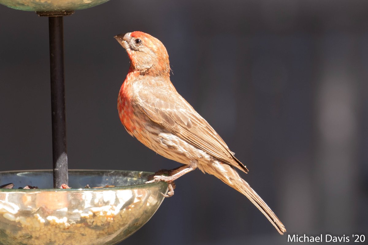 ~ The House Finches are a joy to watch even when they're watching the skies for trouble 15/-