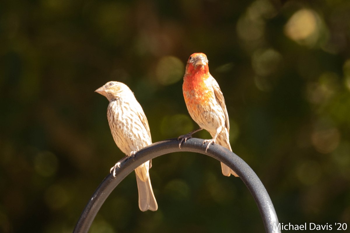 ~ The House Finches are a joy to watch even when they're watching the skies for trouble 15/-