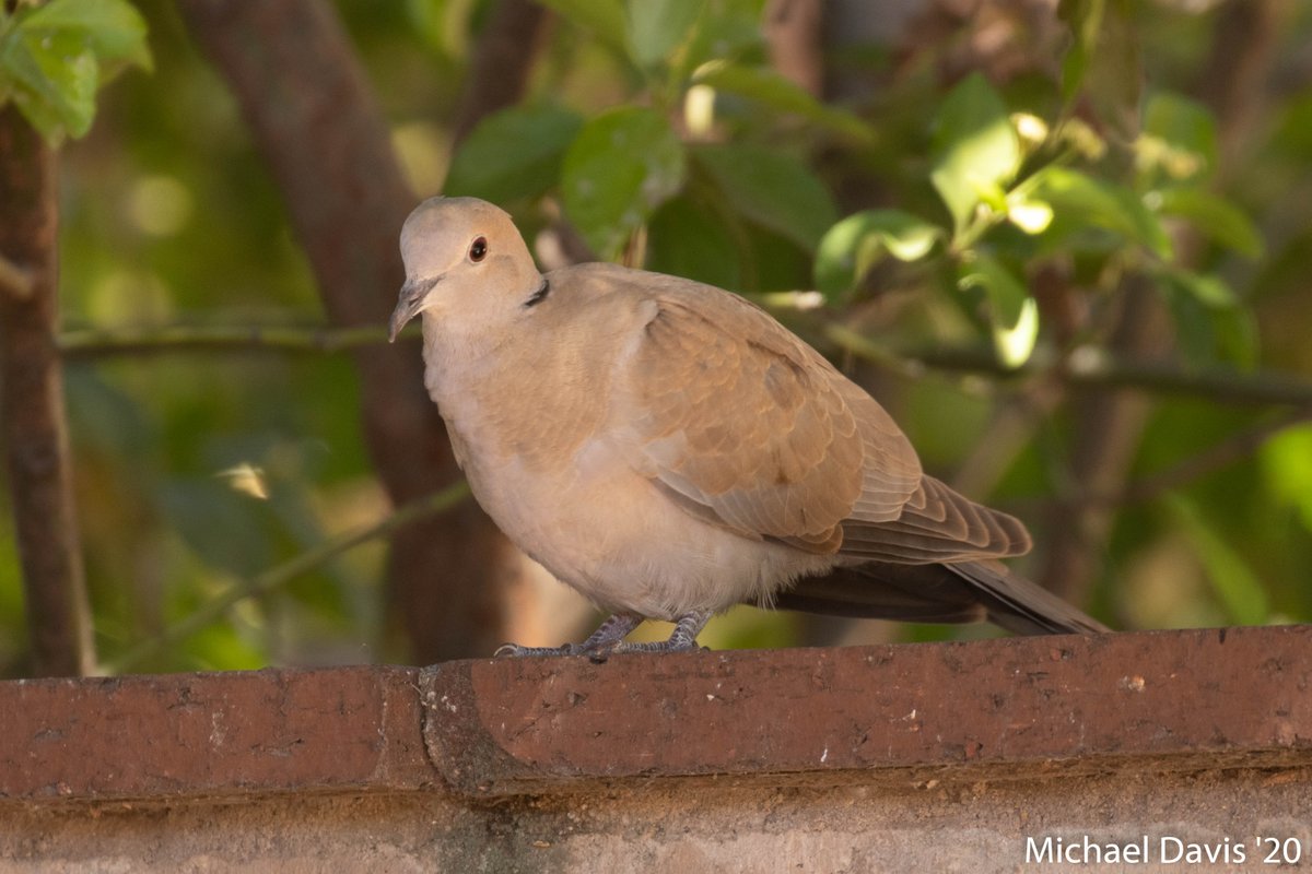 ~ The Eurasian Collared Dove are another timid backyard regular but they're pretty cute for an invasive species 16/-