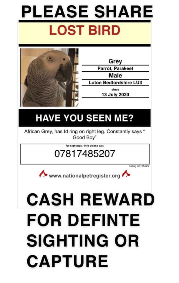 Official_kashif's tweet photo. HELP FIND ZEUS, our #africangrey still #Missing😢 
Very talkative parrot, loves saying the following words. Good Boy, Come Here.... missing from #LutonTown 
Reward offered for safe capture
Keep a lookout in your gardens. https://t.co/sQV7w5AJGc