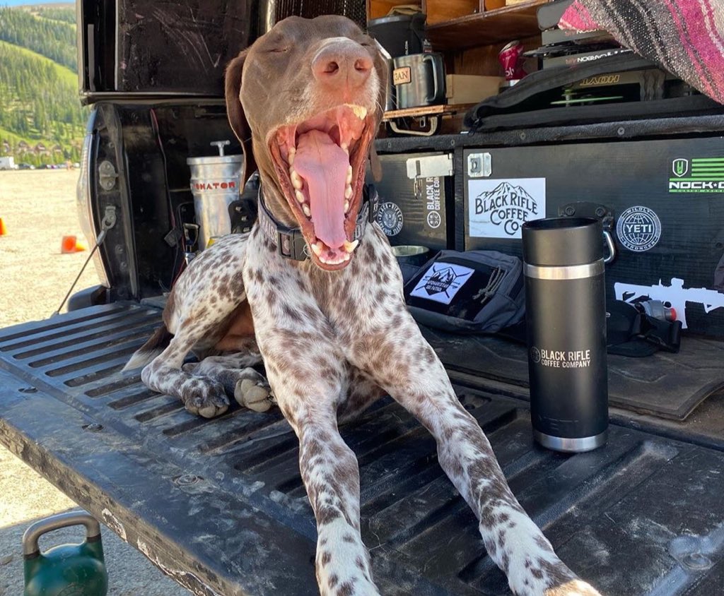 Please caption this photo of Mako Stark. #brcc #americascoffee #dogsofblackrifle