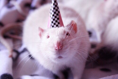 cutebleats's tweet photo. hello friends and mutuals, i've created a new personal account you may follow which i will be using from now on, @rat_villainy. thank you and have a nice day. https://t.co/gjkW2yqeHM