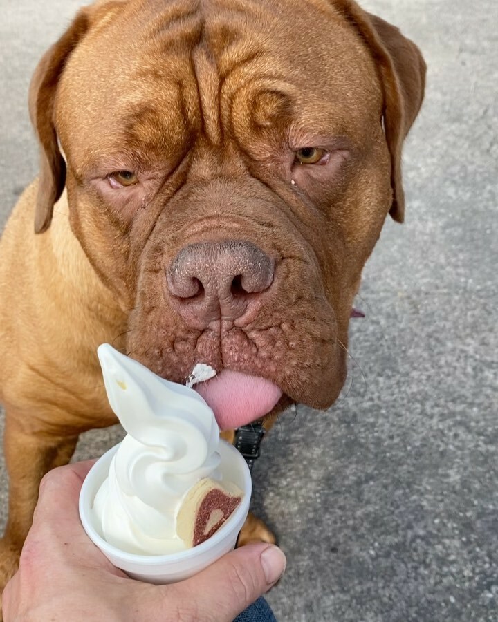 Happiness is.... @junethedogue instagr.am/p/CCy9-Orjlsp/