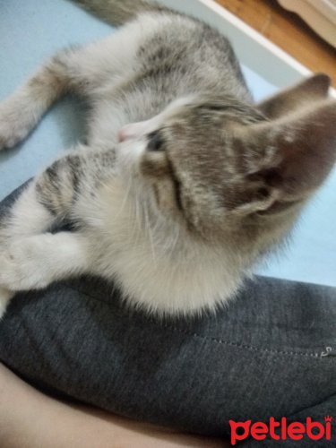 petlebi's tweet photo. #Samsun #Kedi Sevgi Dolu Güzele #Yuvaaa https://t.co/1UwjVcnE3n https://t.co/5IWBoPzTqj