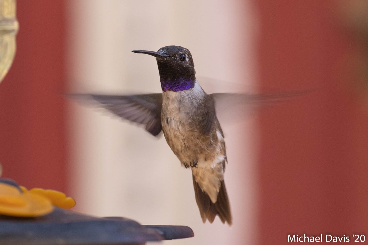 ~ Last but not least is this little Black-chinned Hummingbird he doesn't like the crowds so he uses the Oriole's feeder a lot 16/16
