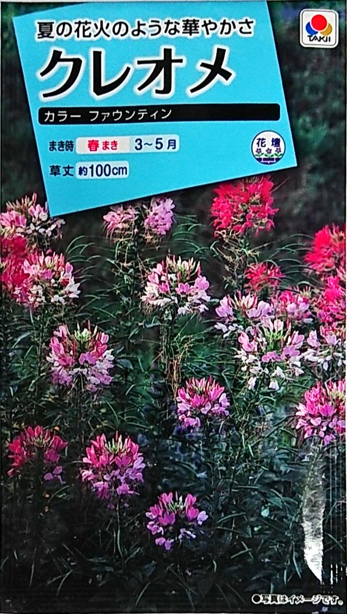 ひらけポッキンキン