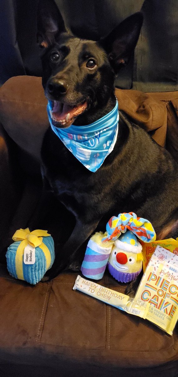lynnie09's tweet photo. Thor with his birthday bark box! 
#barkboxday #barkbox #gotchaday #gotchamonth https://t.co/bfalZc3Qec