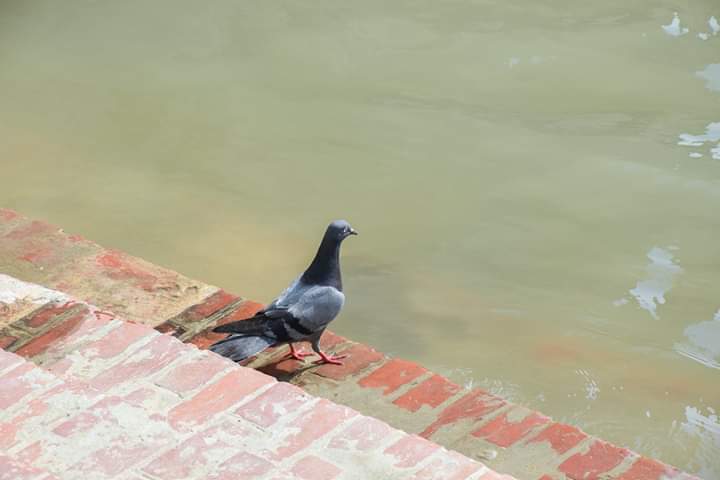 SamratR31365781's tweet photo. সব সময��� নয়, এক এক সময় মনে পড়ে ।
যখন চার দিকে তাকিয়ে দেখি কেউ নেই ।
#photography
#birds https://t.co/mwaHl54VCN