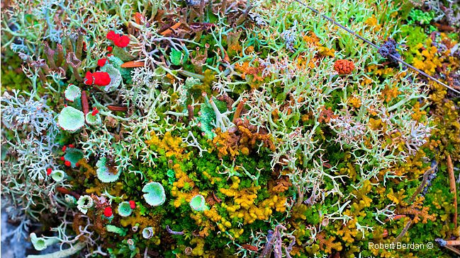 4/ algae & cyanobacteria — thanks to their symbiotic relationship, we have beautiful lichens