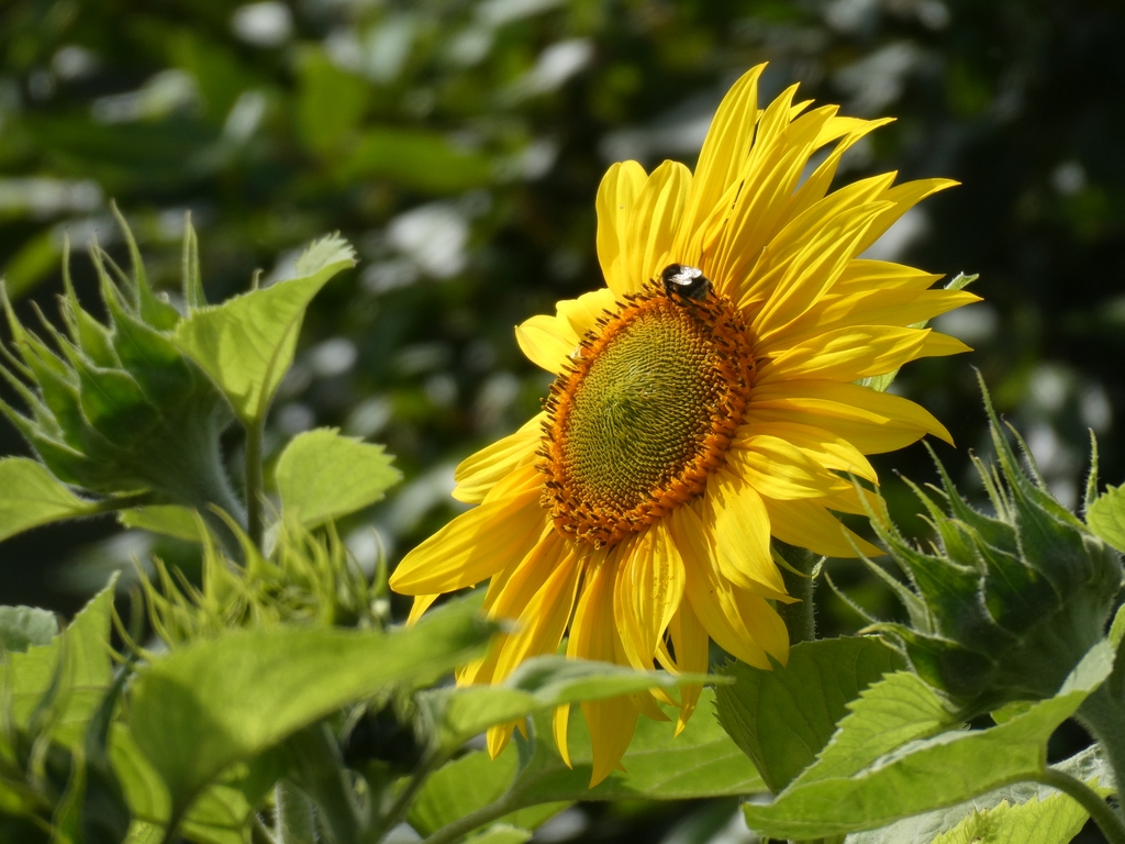 wildallotment's tweet photo. It’s our biggest Sunflower planting yet! They are slowly coming into bloom now 🌻🌻🌻

#allotment #allotments #wildlifegarden #sunflower #sunflowers #bridport https://t.co/PTLPXe0ln7