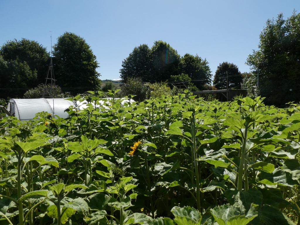 wildallotment's tweet photo. It’s our biggest Sunflower planting yet! They are slowly coming into bloom now 🌻🌻🌻

#allotment #allotments #wildlifegarden #sunflower #sunflowers #bridport https://t.co/PTLPXe0ln7