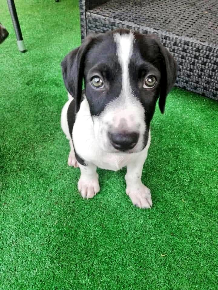 Ulls de tendresa,  ulls d'esperança...
En BLUE és un cadellet de 3 mesos i els seus germans ja han estat adoptats, ell encara cerca família, si el vols conèixer > #whatsapp al 642054498 #maresme