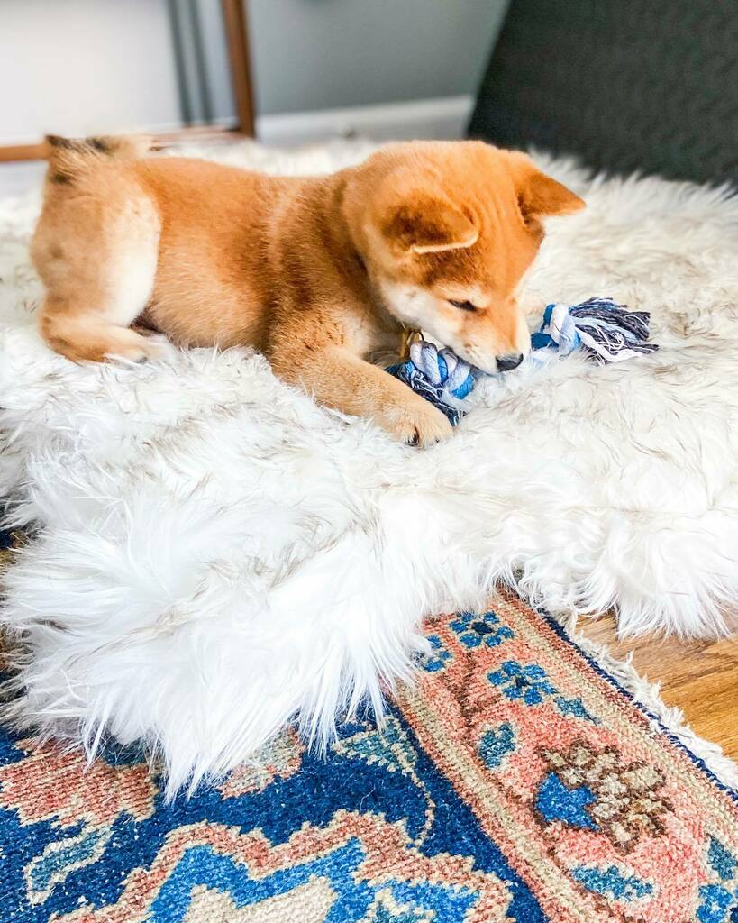 litosupplyco's tweet photo. When you love your pup but you gotta protect your precious @blueparakeetrugs vintage Tabriz rug...you get him his own luxury rug from @paworiginal. 🐾 #priorities
.
.
.
.
.
#persianrug #vintagerug #ruglife #homedecor #apartmenttherapy #dogsofinstagram #puppiesofinstagram #pup… https://t.co/DYewiAfrcX