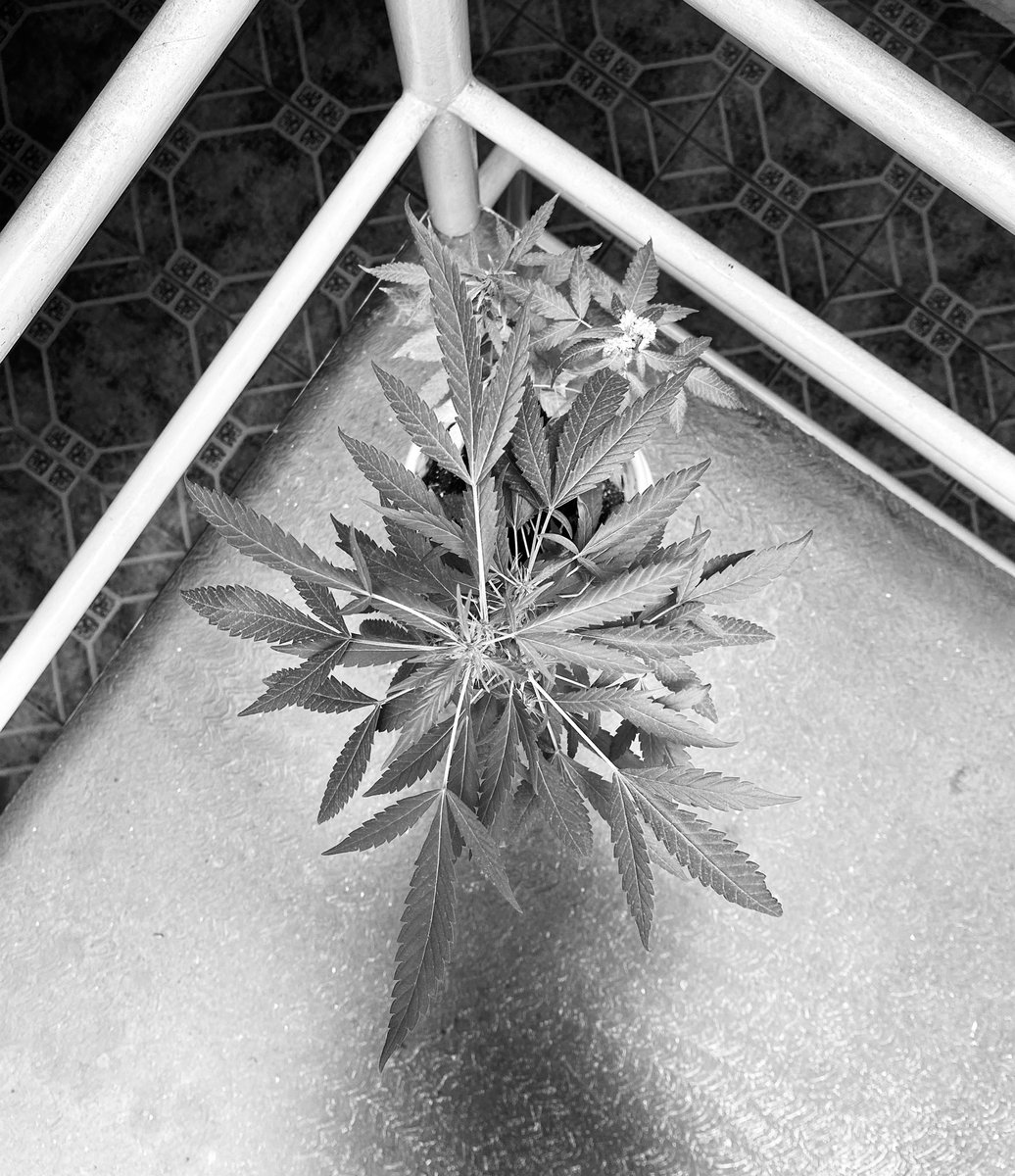 CrappyDiem23's tweet photo. a cuidar a la plantita... 🌱
#planta #plant #plants #420FromHome #canabis #weed #manoverde https://t.co/96dFhqVtnN