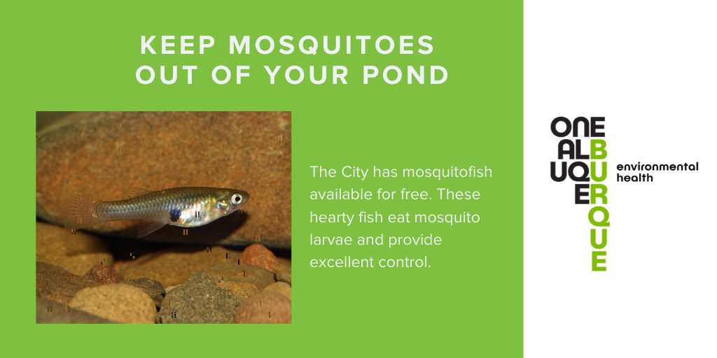 Mosquitofish Twitter Search Twitter