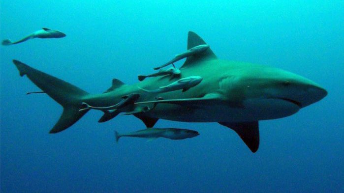 7/ sharks & remoras — little guys get to eat leftovers, big guy stays parasite free. a true friendship