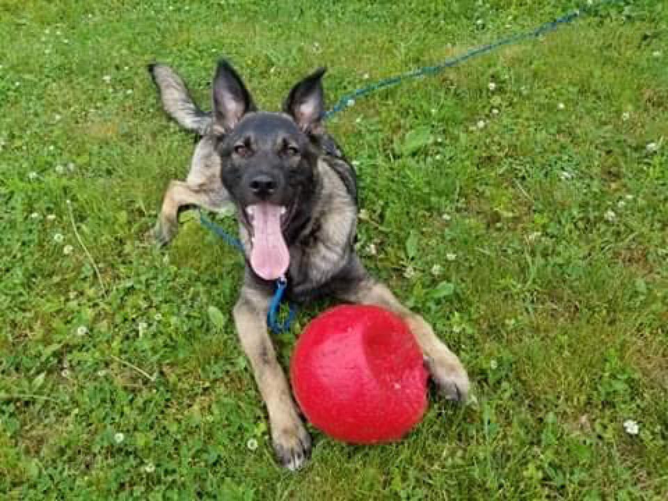 MiracleMaine's tweet photo. Handsome puppy Drago was an owner surrender to us. The people who surrendered him were his 3rd home. He’s a working line dog and none of his homes were equipped 2 handle a dog like him. The last owners knew he needed a rescue to help him. He’s now adopted and in the perfect home! https://t.co/TTBcrBD7Ih