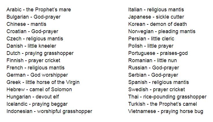nick_kapur's tweet photo. How "praying mantis" translates in various languages.

Many cultures see it as praying or begging. Thais see it as pounding rice. In the Middle East and Greece it is the mount of a religious figure. Japan sees its "hands" as tiny sickles.

As usual, Korea is just way out there. https://t.co/fNt6ktAhVq