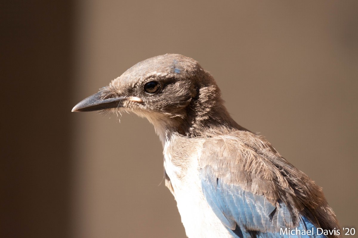 ~ Bonus 17/16 A few birds that I missed today where a Crow, Spotted Towhee and a Mourning Dove but while I was sitting quietly the Juvie Scrub Jays kept flying up to me and checking me out I think they may be getting too acclimated to people 