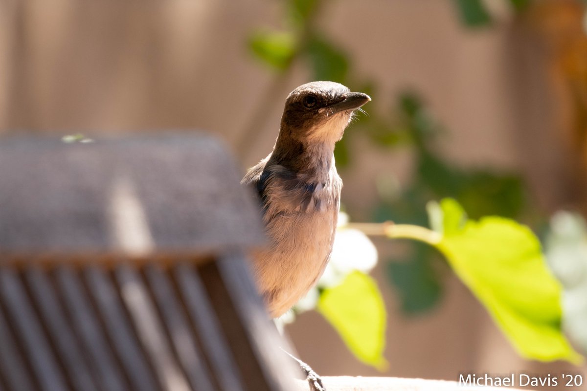 ~ Bonus 17/16 A few birds that I missed today where a Crow, Spotted Towhee and a Mourning Dove but while I was sitting quietly the Juvie Scrub Jays kept flying up to me and checking me out I think they may be getting too acclimated to people 