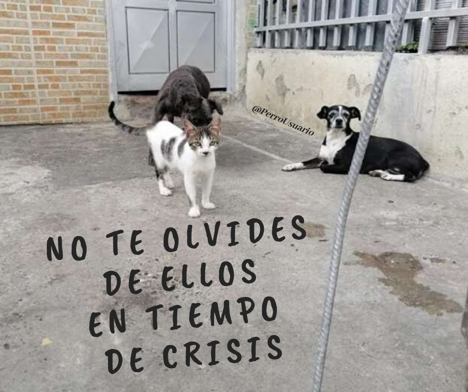 Ellos no eligieron vivir en las calles… Por eso te pedimos que no los maltrates y los ayudes en la medida de tus posibilidades