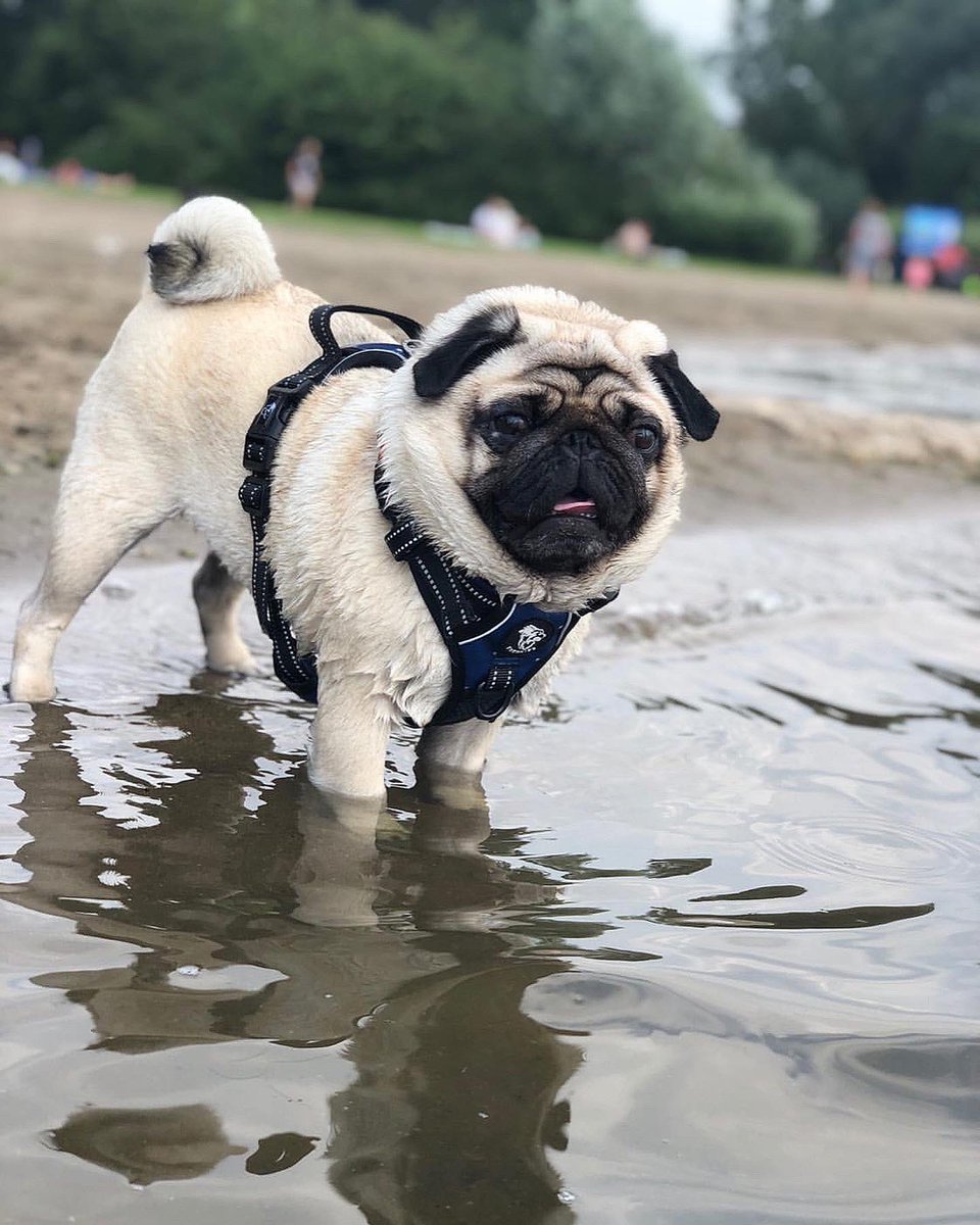 tedthepug0810 with our new Frenkiez Blue Stars reflective no pull harness 💙⭐️ ceesencoosshop.nl/merken-brands/…