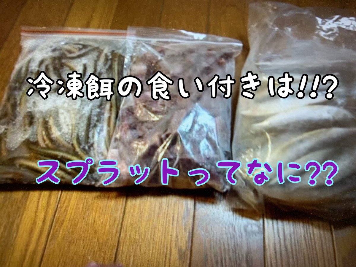 インテ Inte 冷凍餌の食い付きは スプラットって何 よぉ し 今からアロワナ達の水換えをして 池頑張るぞぉ T Co T1wlge6enu