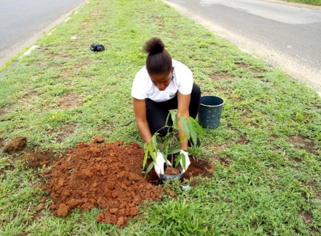 Cathyyang13's tweet photo. Do you know that a single mature tree can absorb carbon dioxide at a rate of 48 pounds per year and release enough oxygen back into the atmosphere to support two human beings.
Plant a tree today. https://t.co/P0FUy04qf0