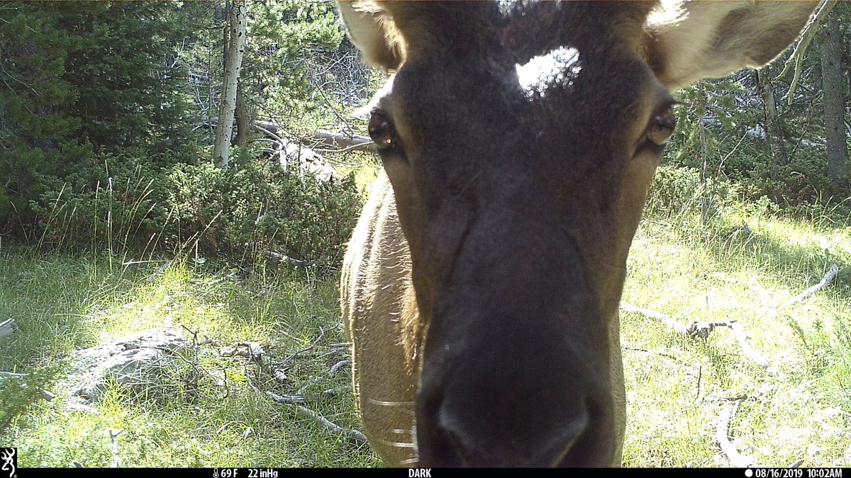 game_cameras's tweet photo. More elk on my Browning game camera 
#elk #elkhunting #browningtrailcameras #browning #gamecaneras #trailcam #trailcameras #bullelk #wildlife #bullelkhunting https://t.co/I46Cvdu4xE