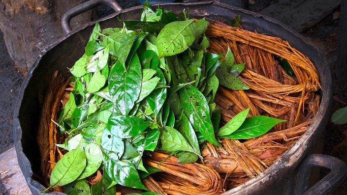 8/ capi & chacruna — brewed together to make ayahuasca and offer deep healing