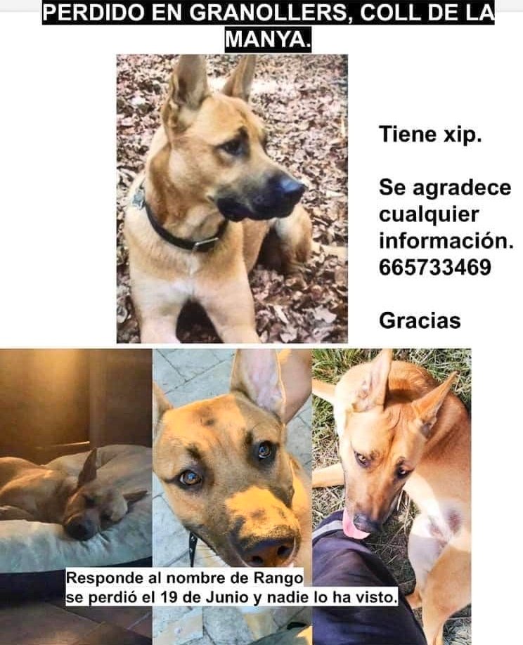 Gos perdut a #Granollers (coll de la manya). Busquen en RANGO des del 19 de juny, duu xip, si saps on se'l pot trobar 👇 #xarxabarcelona #gràcies