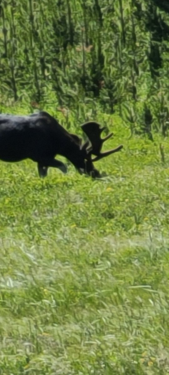 Good bull last night