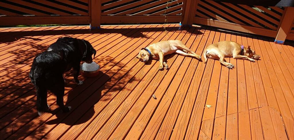 bwdelano's tweet photo. This photo is a pretty good representation of the temps our dogs prefer. The pair from Hawaii laying in the sun in 75 degrees, the corgi-lab "wish I was a mountain dog" in the shade licking an ice block. 🤷🏻‍♂️ via Facebook https://t.co/oOLnZOZzeW https://t.co/dhnYboPiwk