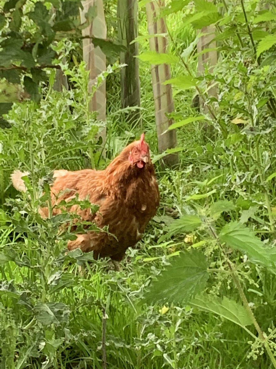 LivinFleeceFloc's tweet photo. Spent most of the day (removing thistles) in the #pearorchard where the chickens roam free all day long before returning to the safety of their enclosure on an evening - love these birds, mixture of #ExBats &amp; #RareBreeds https://t.co/DaA4uspZvy