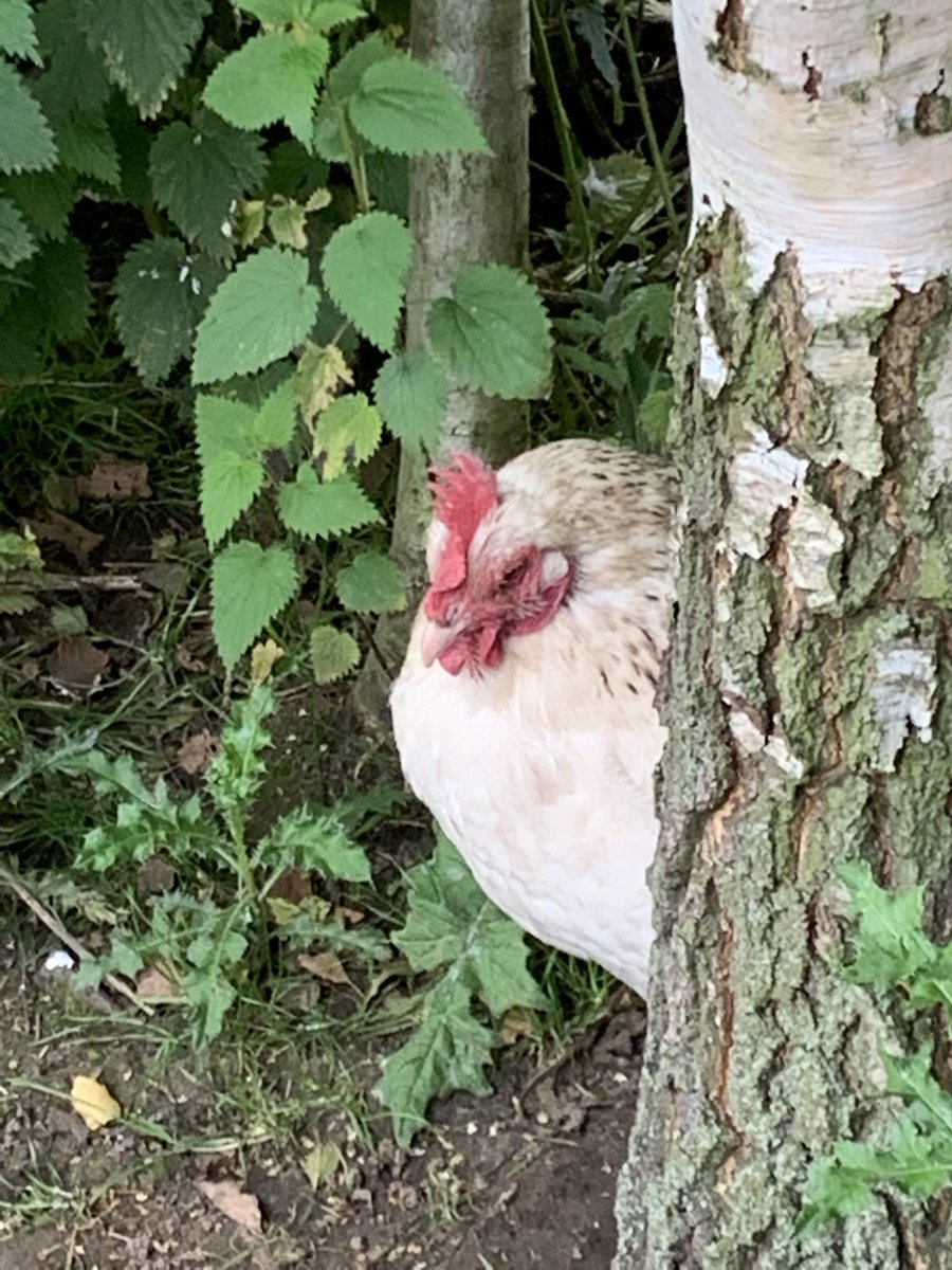 LivinFleeceFloc's tweet photo. Spent most of the day (removing thistles) in the #pearorchard where the chickens roam free all day long before returning to the safety of their enclosure on an evening - love these birds, mixture of #ExBats &amp; #RareBreeds https://t.co/DaA4uspZvy