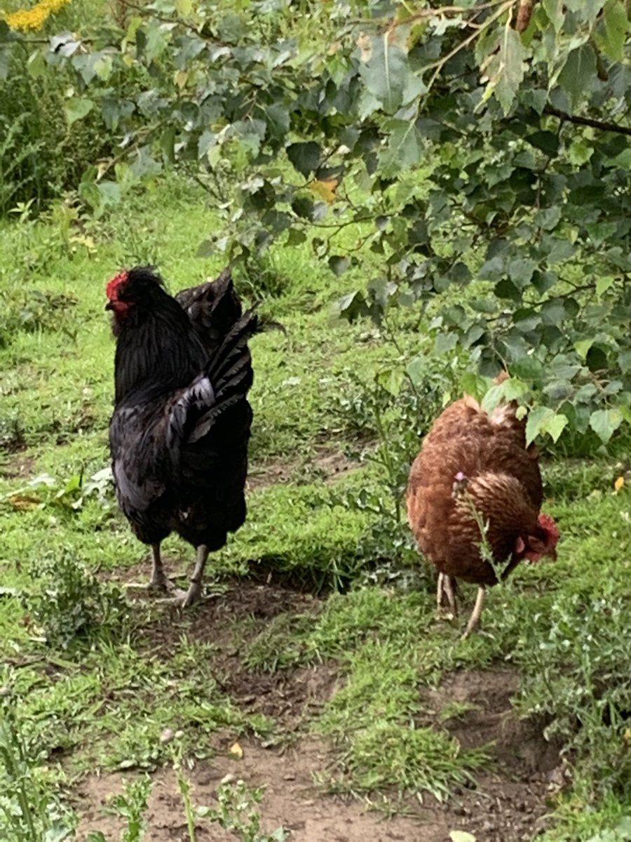 LivinFleeceFloc's tweet photo. Spent most of the day (removing thistles) in the #pearorchard where the chickens roam free all day long before returning to the safety of their enclosure on an evening - love these birds, mixture of #ExBats &amp; #RareBreeds https://t.co/DaA4uspZvy