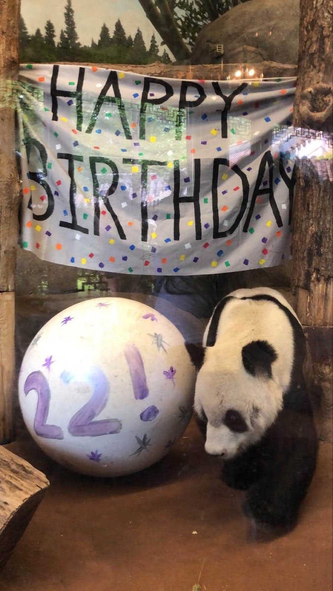 MemphisZoo's tweet image. Happy Birthday to our big fluffball Le Le! He turned 22 today and his zookeepers had some special surprises for him. ❤️🎉
📸 China ZooKeepers

#memphiszoo #panda #doubleduece #birthdayboy