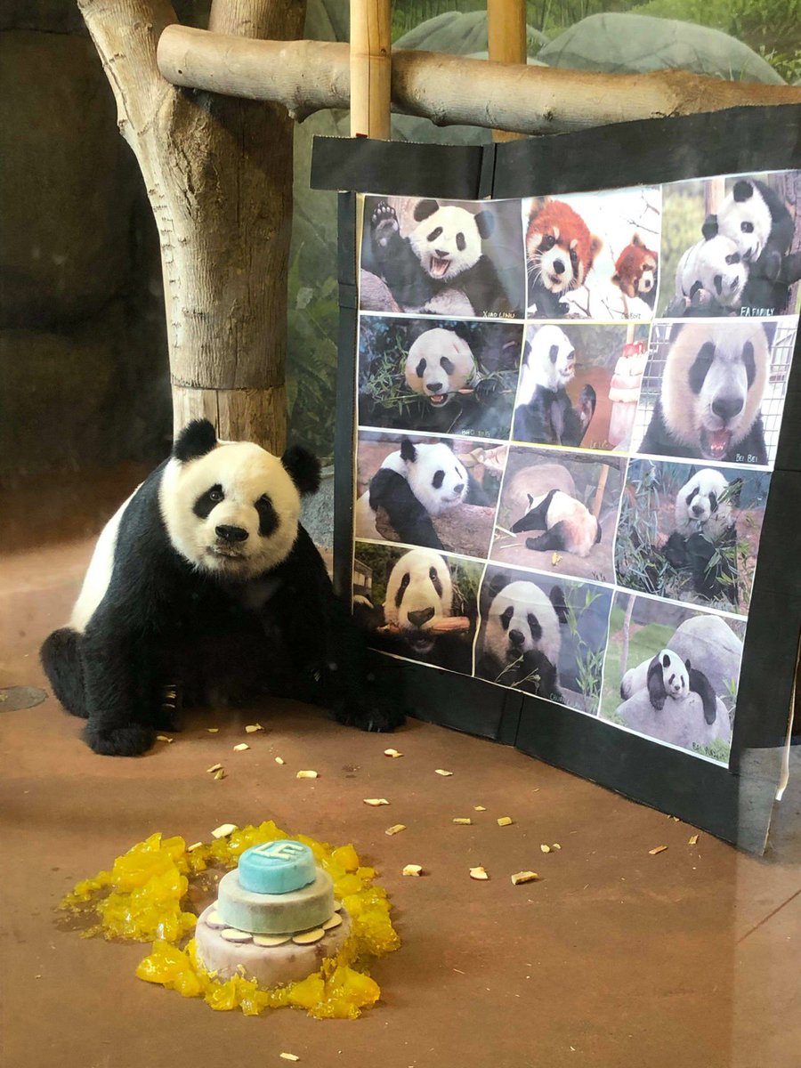 MemphisZoo's tweet image. Happy Birthday to our big fluffball Le Le! He turned 22 today and his zookeepers had some special surprises for him. ❤️🎉
📸 China ZooKeepers

#memphiszoo #panda #doubleduece #birthdayboy