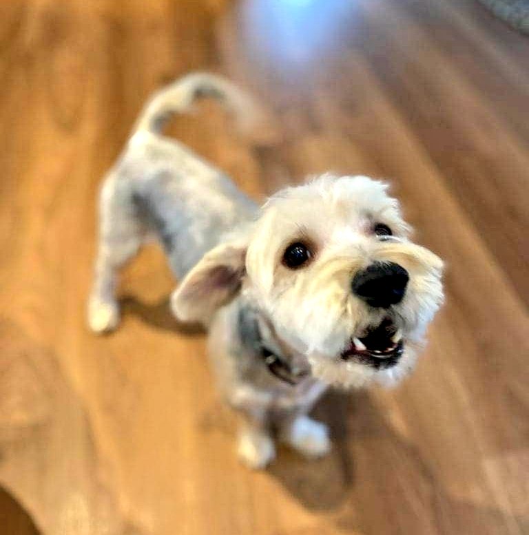 Gosseta perduda aquesta tarda a Can Massuet #Dosrius ('zona restaurant.La NEGRI és molt sociable, si la veus > p0676995484.