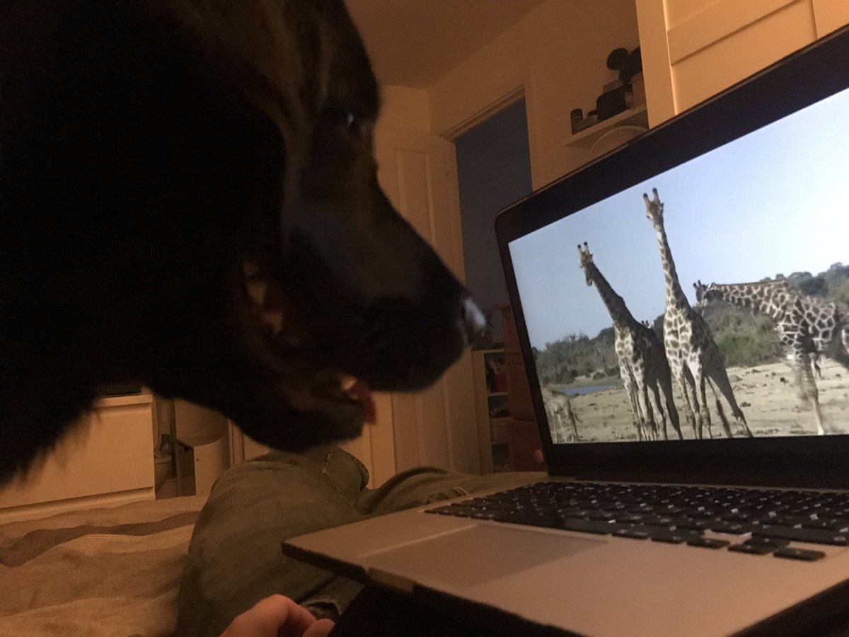LunaWaggles's tweet photo. This evening, I was fascinated by giraffes. Does anyone else have a favourite animal to watch on tv/ laptop? #goldador #dogsoftwitter #dogtv https://t.co/7u1bp1d1Zt